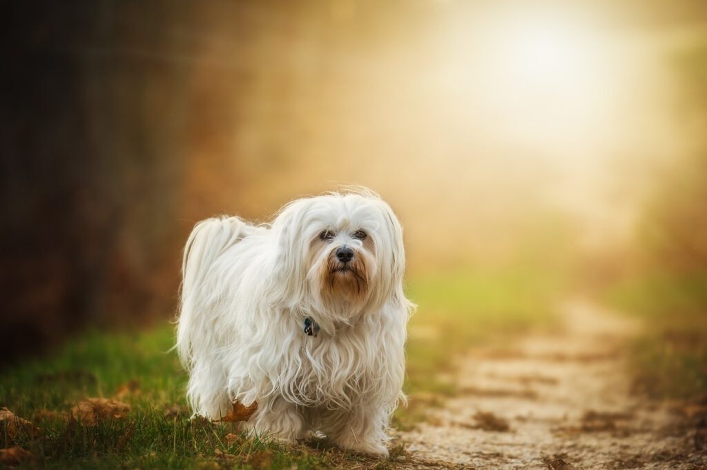 best small white dog breeds
