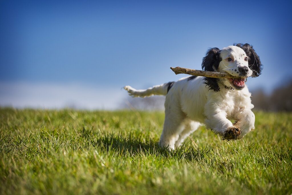 best bully sticks for small dogs