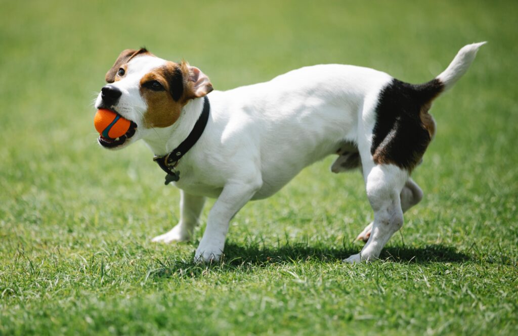 small dog training collar