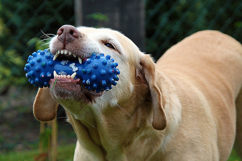 chews for small dogs