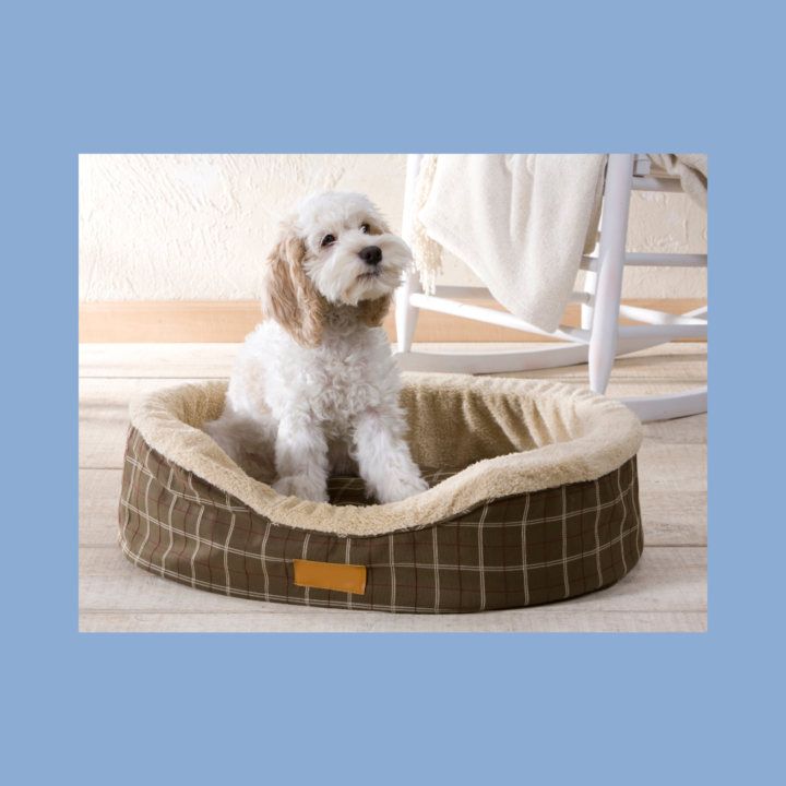 best dog beds for small breeds