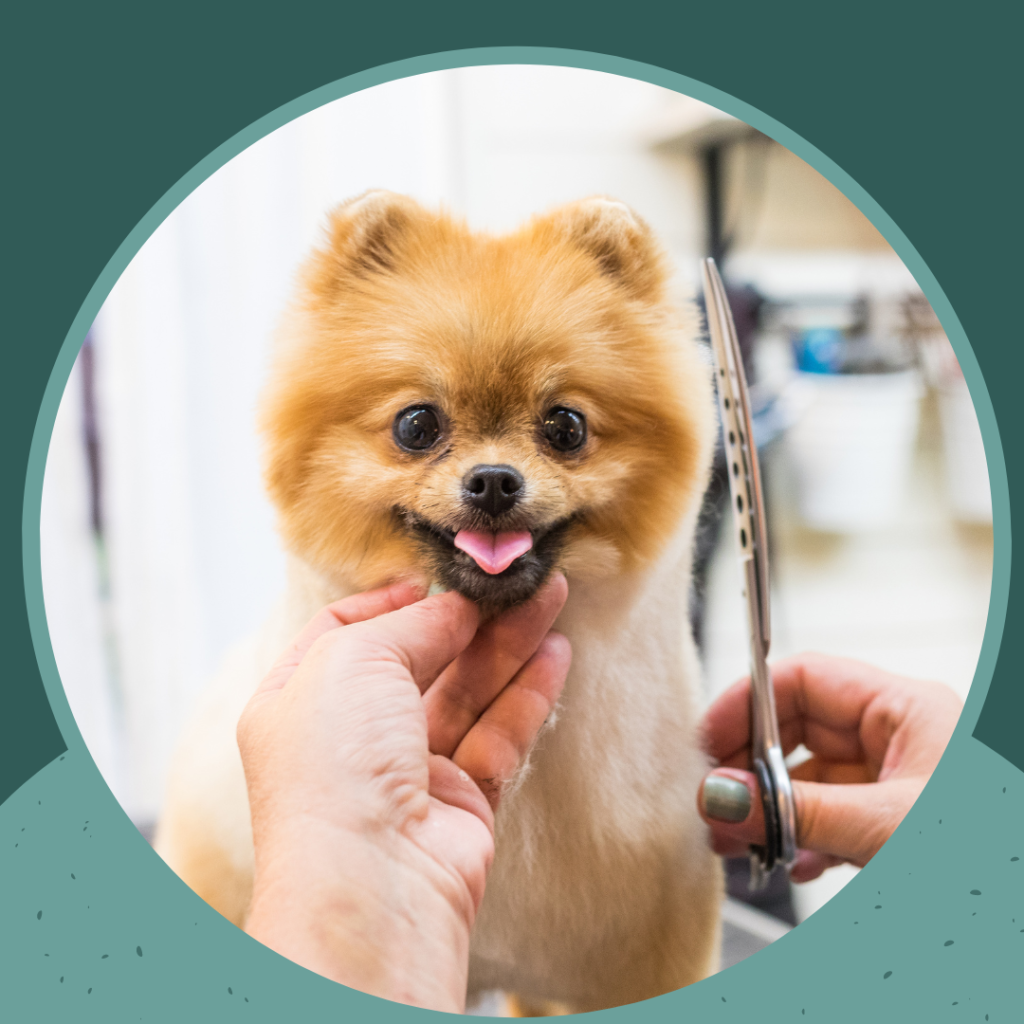 small dog grooming tools