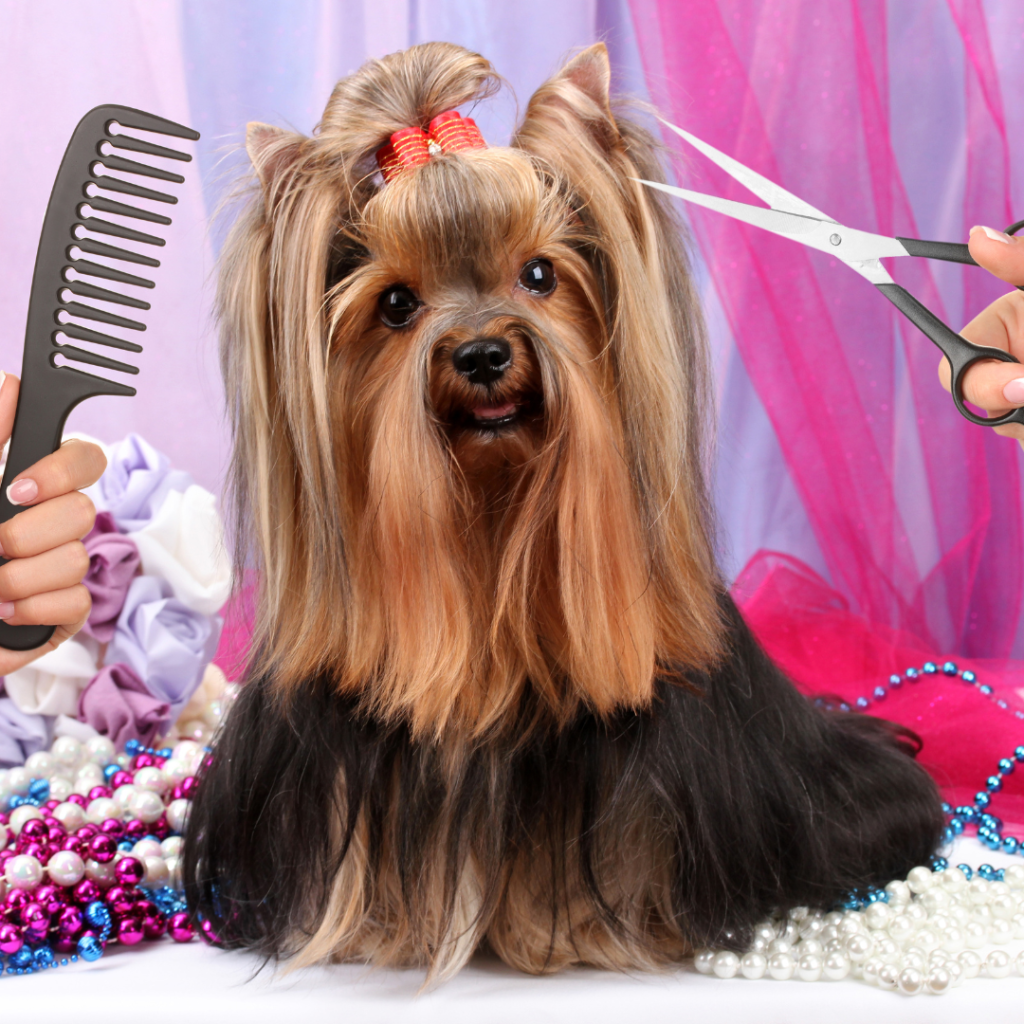 small dog grooming