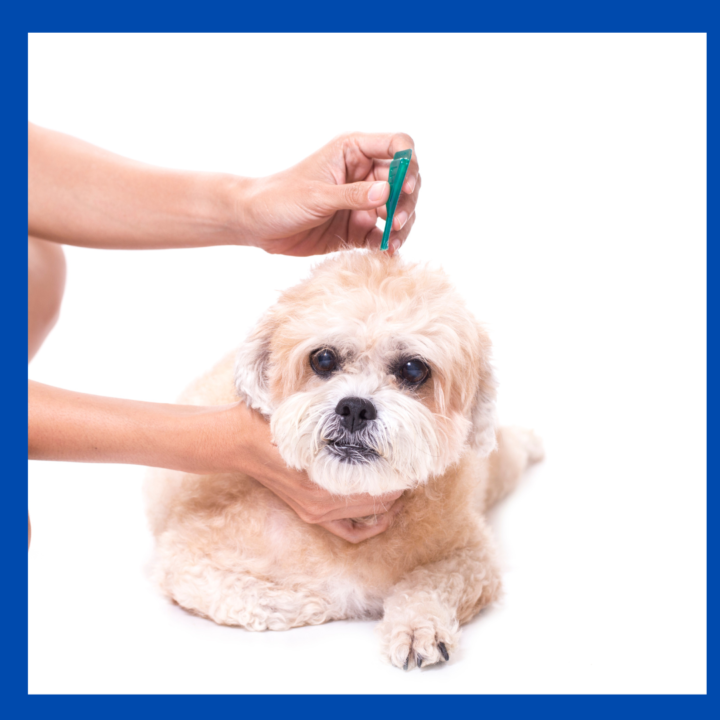 best flea and tick control for small dogs