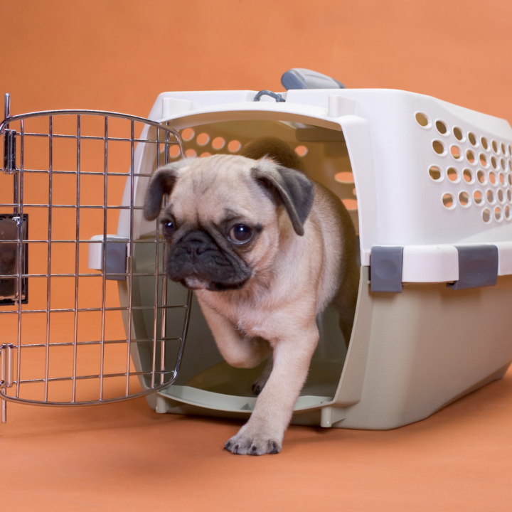 how to set up dog crate