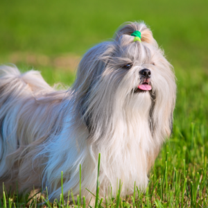 how to care for a Shih Tzu