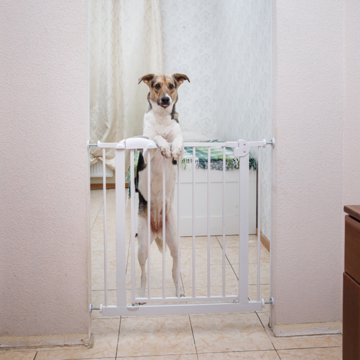 fence for small dogs