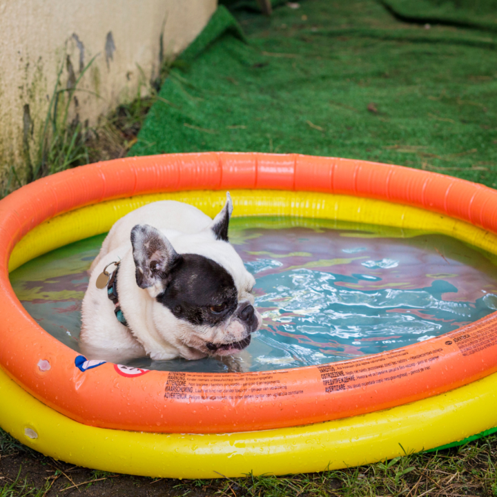 swimming pool for dogs