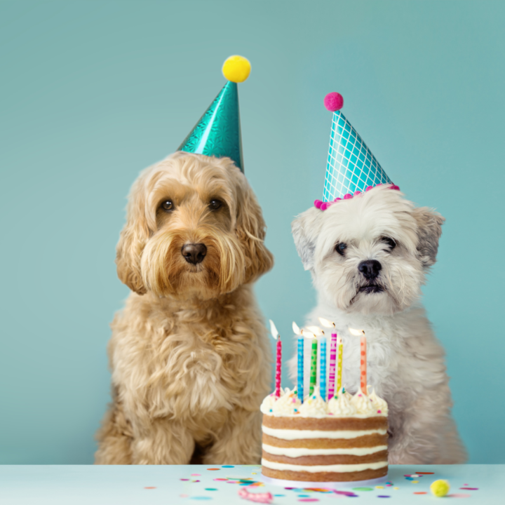 birthday ideas for dogs