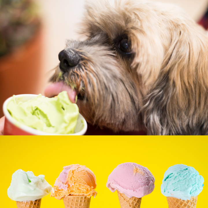 ice cream for dogs