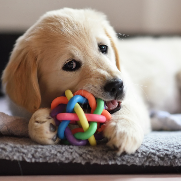 toys for small dogs to keep them busy