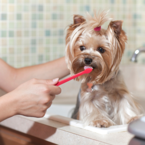 how to keep dogs teeth clean