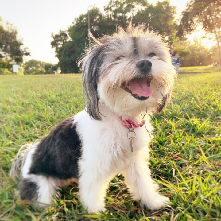 small dog park