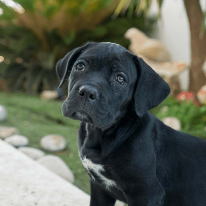 Is Black Cane Corso Puppy Good For Apartments?