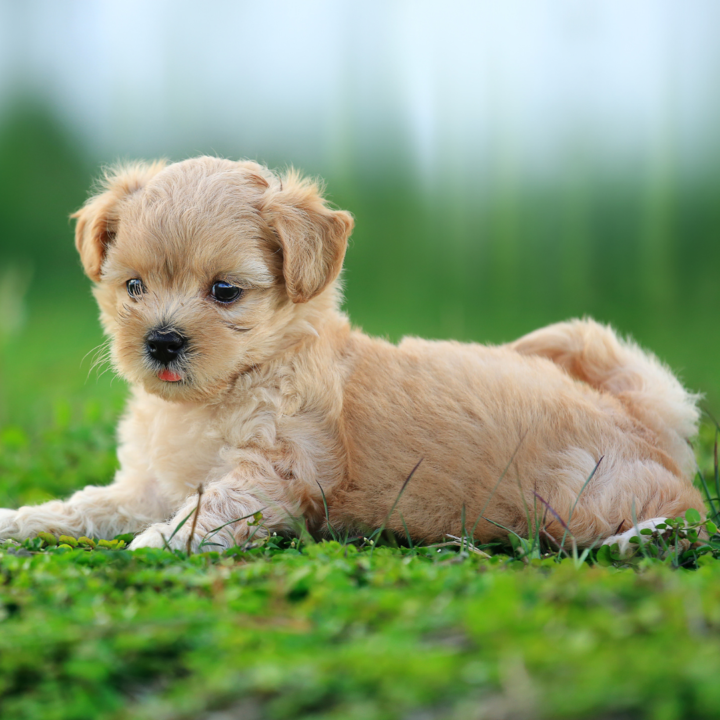 how long do teacup dogs live