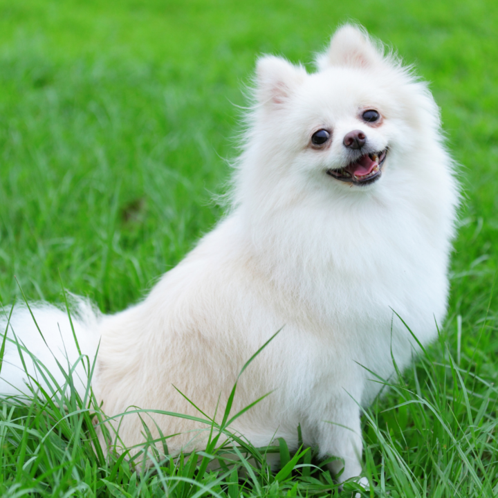 how long does a pomeranian live