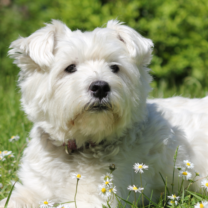 wire haired terrier mix