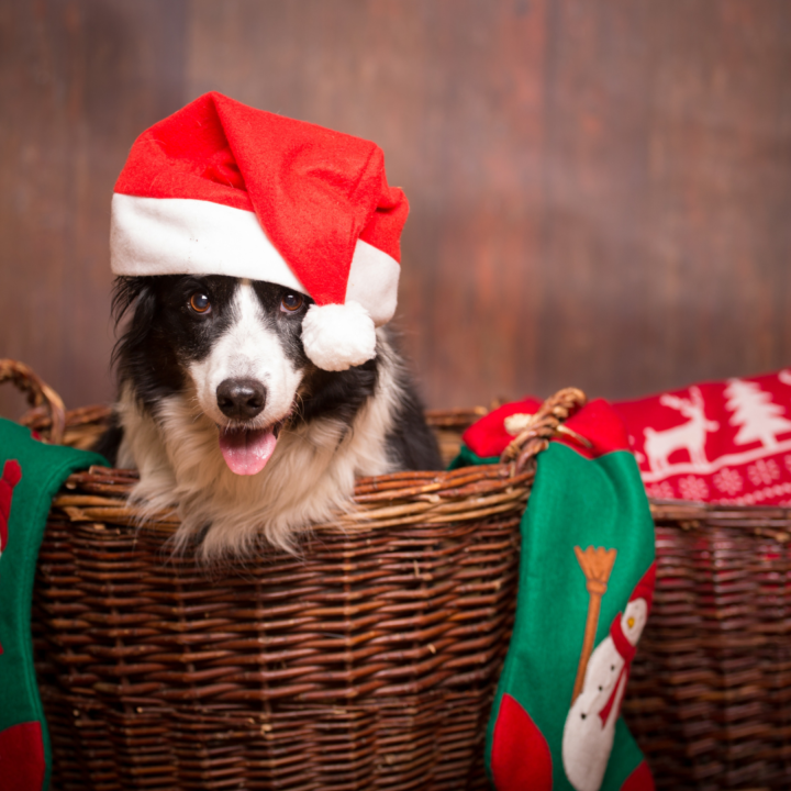 dog christmas gifts