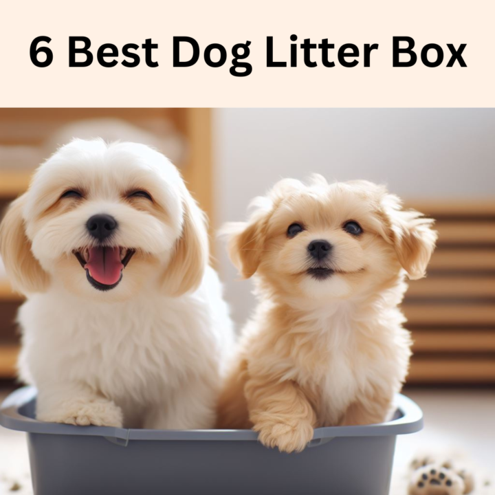 dog litter box