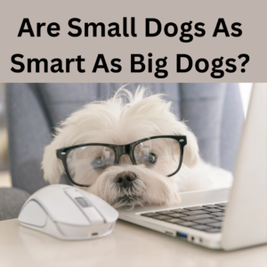 Are Small Dogs as Smart as Big Dogs? 3 Surprising Facts