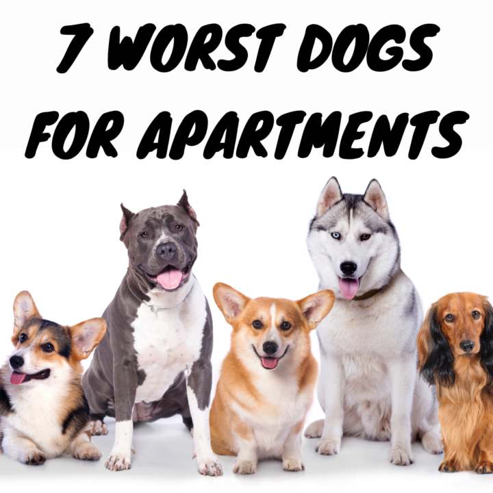 7 Worst Dogs For Apartments